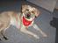 Blanding af racer Gizmo (Golden/labrador)