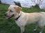 Blanding af racer Gizmo (Golden/labrador)