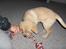 Blanding af racer Gizmo (Golden/labrador) - Gizmo som hvalp