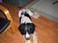 Field Trial spaniel Movgli