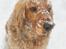 Cocker spaniel BAMSE :) HIMMELHUND ! :'( - VINTEREN 2010