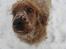 Cocker spaniel BAMSE :) HIMMELHUND ! :'( - HAR DU NOGLE GODBIDDER ? :-) 