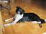 Blanding af racer Border Collie Milo - nu ligger jeg fint mor! :D vil du så godt kaste min bold ?