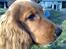 Cocker spaniel SMUT  - på michelles skole sammen med henriette...