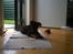 Rottweiler Simba R.I.P