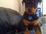 Rottweiler Simba R.I.P