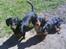 Gravhund Batman