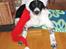 Blanding af racer Border Collie Milo - Julen 2009: Milo ønsker alle en glædelig jul !