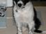 Blanding af racer Border Collie Milo - Milo 11 uger: Er jeg ikke bare en charmetrold??