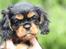 Cavalier king charles spaniel Cava Coton's Sadie