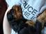 Cavalier king charles spaniel Cava Coton's Sadie