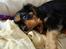 Cavalier king charles spaniel Cava Coton's Sadie