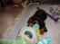 Cavalier king charles spaniel Cava Coton's Sadie
