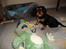 Cavalier king charles spaniel Cava Coton's Sadie