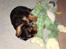 Cavalier king charles spaniel Cava Coton's Sadie