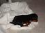 Cavalier king charles spaniel Cava Coton's Sadie
