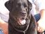 Labrador retriever Jensen