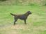 Labrador retriever Sille R.I.P - Velkommen til sille`s profil :)