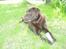 Labrador retriever Sille R.I.P