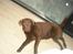 Labrador retriever Sille R.I.P