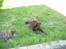 Labrador retriever Sille R.I.P