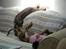 Whippet Miskha