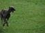 Whippet Miskha