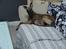Whippet Miskha