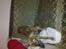 Whippet Miskha