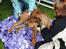 Blanding af racer sanka - hundemassage
