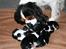 Cavalier king charles spaniel Annexgårdens Lea