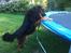 Blanding af racer "Ricko" *RIP* - Den store hund :)
