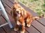 Cocker spaniel chanel (R.I.P. SMUKKE HUND - jeg er så fin med elestik i håret 