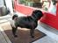 Mops Verner