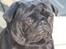 Mops Verner