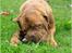 Dogue de bordeaux Asterix - R.I.P. :( 