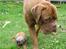 Dogue de bordeaux Asterix - R.I.P. :( 