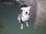 Amerikansk staffordshire terrier neo