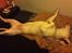 Amerikansk staffordshire terrier neo