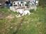 Amerikansk staffordshire terrier neo