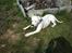 Amerikansk staffordshire terrier neo