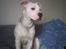 Amerikansk staffordshire terrier neo