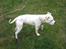 Amerikansk staffordshire terrier neo