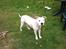 Amerikansk staffordshire terrier neo