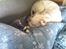 Amerikansk staffordshire terrier neo