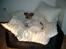 Jack russell terrier Milo