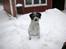 Blanding af racer Rollo (: - Rollo i sneen<3:D