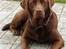 Labrador retriever Soffie