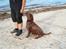Labrador retriever Soffie