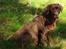 Labrador retriever Soffie